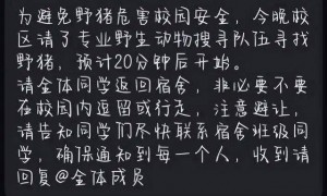 野猪在武汉一大学内横冲直撞 校方回应