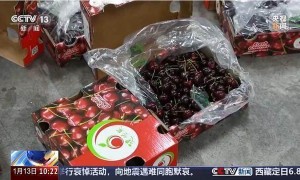 为什么车厘子一个月到中国却不腐烂？ 揭秘保鲜体系