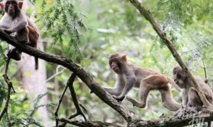 浙江遂昌50多只野猴下山偷菜，村民不驱赶只围观，政府买了野生动物肇事险